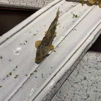 日本料理 TOBIUME - 