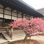 京都御所 富小路休憩所 - 梅がきれいでした