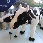 ヨーグルト専門店モーニング - 