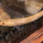 鰻はし本 - 池神様