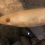 鰻はし本 - 池神様