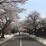 Tachibanaya - 桜吹雪の祐徳稲荷神社参道