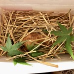 傳 - 傳タッキー 餅米 筍 木の芽