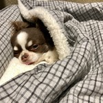 傳 - プッチJr.♡