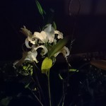 エスプリモダン めろん - 