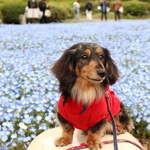 インペリアルバイキング サール - 日比谷公園