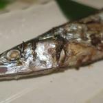 酒菜坊 橋蔵 - 新さんま塩焼　ズームアップ