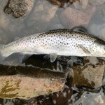 トンカツ 浅井 - ブラウントラウト