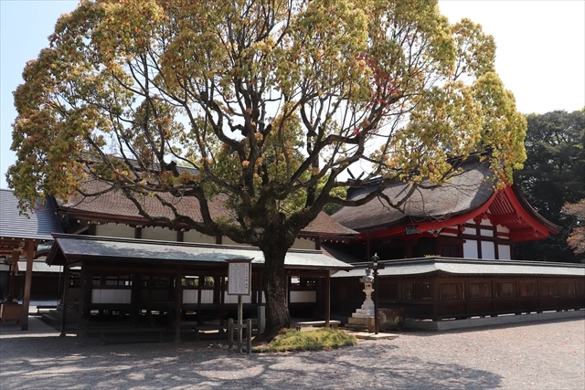 宗像大社で車のお祓いをした帰りに食べた新鮮なイカの活造りは絶品でした By 春琴抄 いけす料理磯太郎 福間 割烹 小料理 食べログ