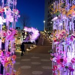 舞桜 - ミッドタウン日比谷の広場