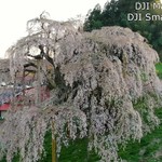 みたか食堂 - 滝桜。