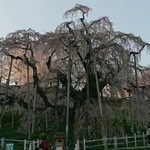 みたか食堂 - 滝桜。