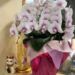 とんかつ春 - 祝・復活の花。しまった！手ぶらで来ちまった！( ˃̣̣̥ω˂̣̣̥ )