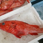 水澤屋もっちゃん - 【3キロ！吉次】北海道でも稀、石巻で…初めてみた！って関係者さん。しゃぶしゃぶ、刺身、焼き、煮付けで♪