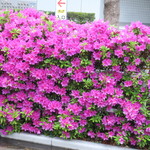 ラーメン二郎 - 近くで咲いていたつつじ