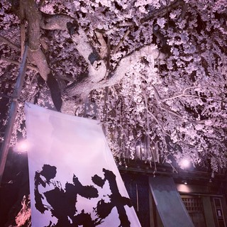 樹齢100年のお店のしだれ桜