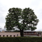 ラーメン そら - 前回は桜だったけどね～