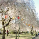 桜蔵 - 榴岡公園の桜が見頃でした