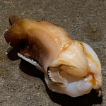 寿し おおはた - 