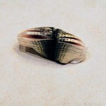 すし処 みや古分店 - お寿司はコハダ（なかずみ）