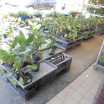 農産物直売所 ぽんぽこ - 種苗