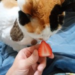 農産物直売所 ぽんぽこ - 食べてみた