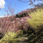 醤油亭 - 花のトンネル