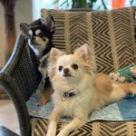 軽井沢ホテルそよかぜ - 