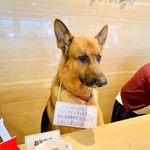 軽井沢ホテルそよかぜ - 看板犬のハルくん