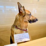 軽井沢ホテルそよかぜ - 看板犬のハルくん