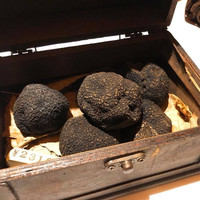 マルゴット エ バッチャーレ - 