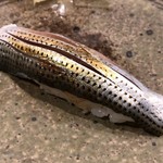 うを徳 - 行徳産小鰭