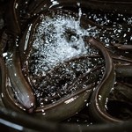 うなぎ四代目菊川 - その他写真:こだわりその1「目利き」