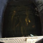 魚信 - ナマズのいけす