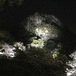 御茶屋Bar - ライトアップされた御船山楽園