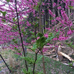 酒陶 柳野 - 参考写真、桃の花が咲く頃