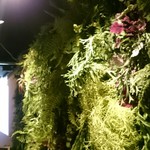 MURA - 店内の壁には植物が。