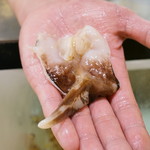 鮨松榮 - 生鳥貝 丹後産