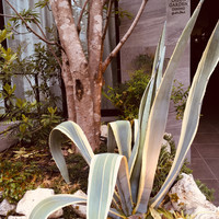 LAZOR GARDEN DINING - 