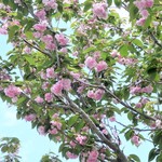 にかいや - 近くの八重桜