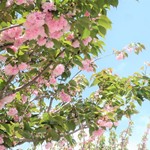 にかいや - 近くの八重桜