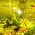 網元イタリアン - 