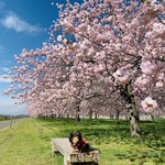 かんだた - 小布施の八重桜