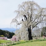 かんだた - 水中のしだれ桜