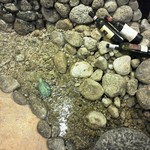 網元イタリアン - 川に亀もいます