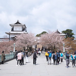 小松 弥助 - 桜散る金沢城