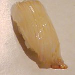 魚真 - しろいか