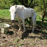 レストこのしろ - 