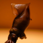 鮨 さいとう - 蛍烏賊