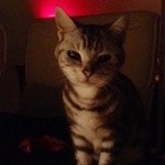 東京焼酎＆梅酒bar GEN&MATERIAL - 